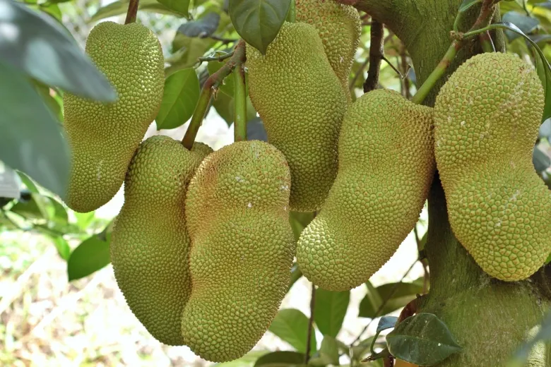 Loại quả đặc sản có ở Đồng Nai giá 55.000 đồng/kg, trồng sau nhà giúp hút lộc, thu hoạch quả suốt 30 năm - 2