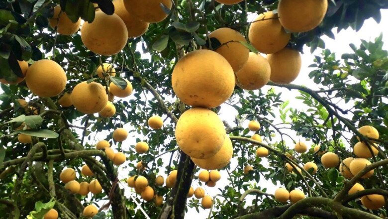 Loại quả đặc sản “tốt nhất thế giới” chỉ có ở Phú Thọ, 70.000 đồng/quả, trồng một cây gia đình sung túc, thu hoạch suốt nhiều năm - 2