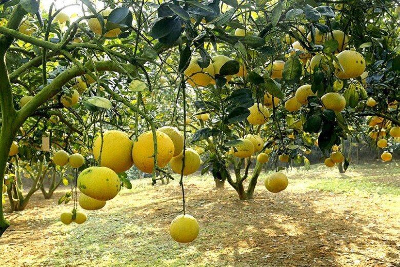 Loại quả đặc sản “tốt nhất thế giới” chỉ có ở Phú Thọ, 70.000 đồng/quả, trồng một cây gia đình sung túc, thu hoạch suốt nhiều năm - 5