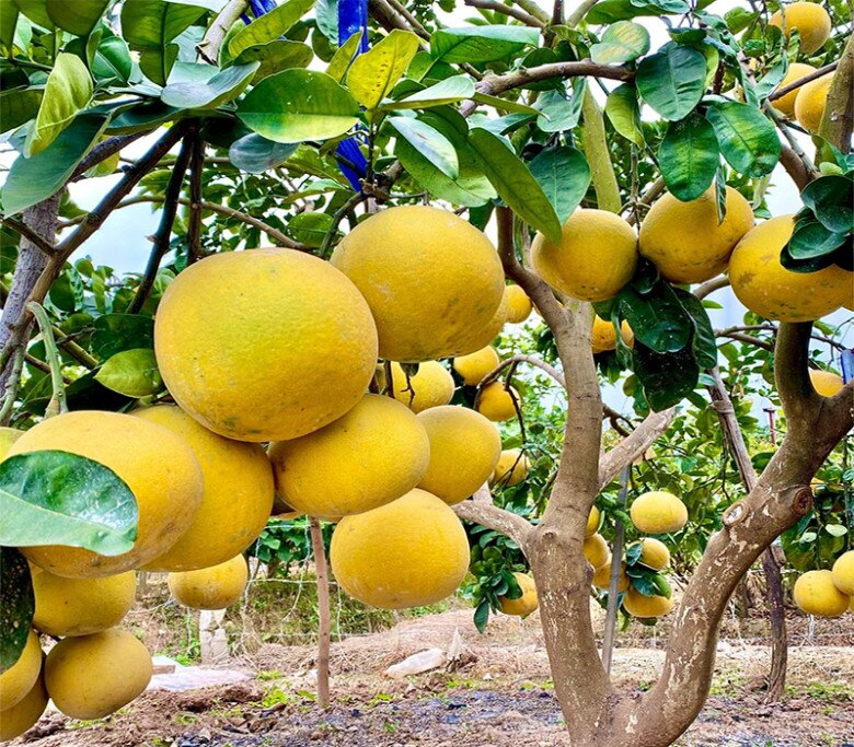 Loại quả đặc sản “tốt nhất thế giới” chỉ có ở Phú Thọ, 70.000 đồng/quả, trồng một cây gia đình sung túc, thu hoạch suốt nhiều năm - 3