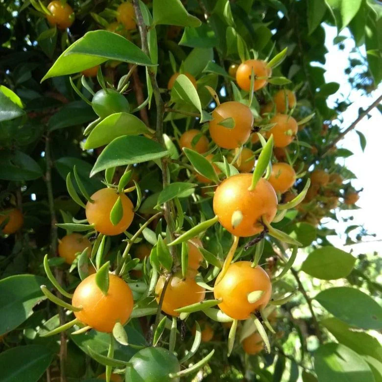 Loại quả dại xưa cho không ai lấy nay thành đặc sản, trồng một lần ăn cả đời, còn giúp gia đình hút lộc - 5