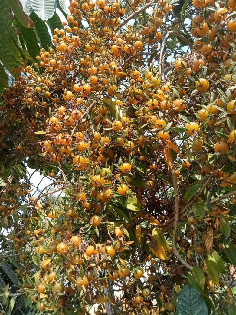 Loại quả dại xưa cho không ai lấy nay thành đặc sản, trồng một lần ăn cả đời, còn giúp gia đình hút lộc - 8