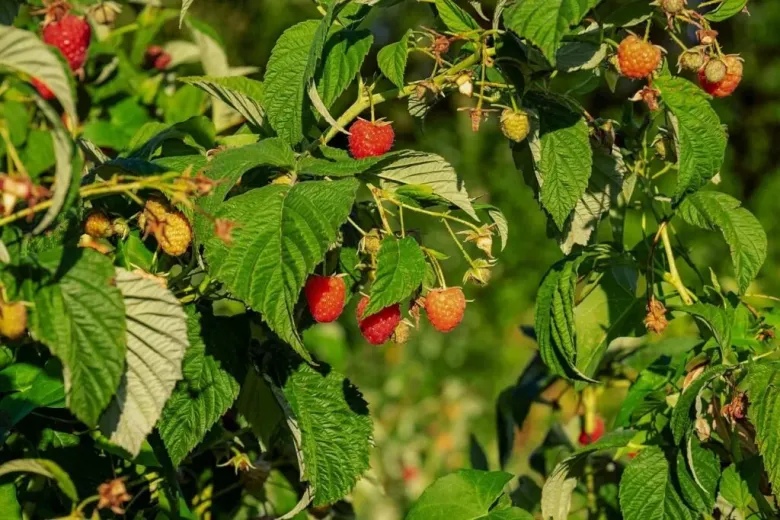 Loại quả dại xưa không ai ăn nay được mệnh danh là “trái cây vàng”, giá 400.000 đồng/kg, trồng 6 tháng cho thu hoạch - 5