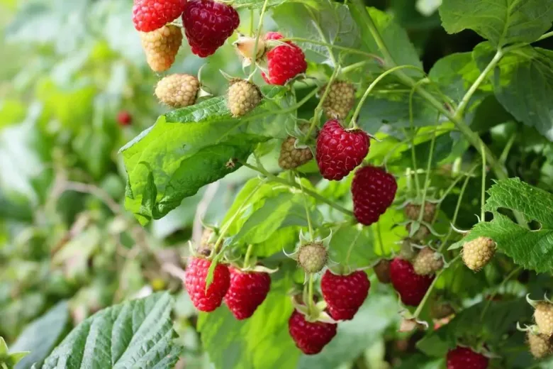 Loại quả dại xưa không ai ăn nay được mệnh danh là “trái cây vàng”, giá 400.000 đồng/kg, trồng 6 tháng cho thu hoạch - 8