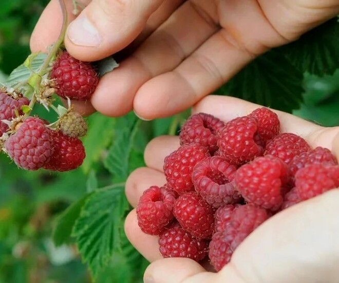 Loại quả dại xưa không ai ăn nay được mệnh danh là “trái cây vàng”, giá 400.000 đồng/kg, trồng 6 tháng cho thu hoạch - 1