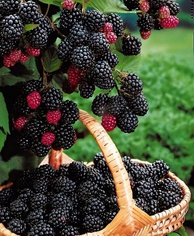 Loại quả dại xưa không ai ăn nay được mệnh danh là “trái cây vàng”, giá 400.000 đồng/kg, trồng 6 tháng cho thu hoạch - 4