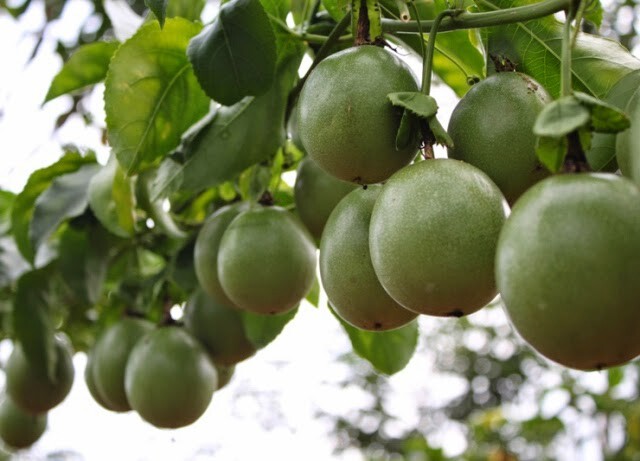 Loại quả leo bờ rào nay thành đặc sản giá 90.000 đồng/kg, trồng một lần ở ban công sẽ cho quả từ năm này qua năm khác - 6