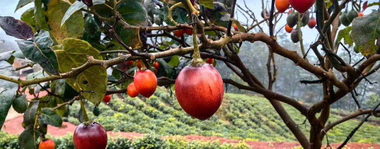 Loại quả từng là đặc sản đắt đỏ nay có giá 70.000 đồng/kg, vitamin C cao gấp 10 lần táo, trồng một lần ăn suốt 20 năm - 8