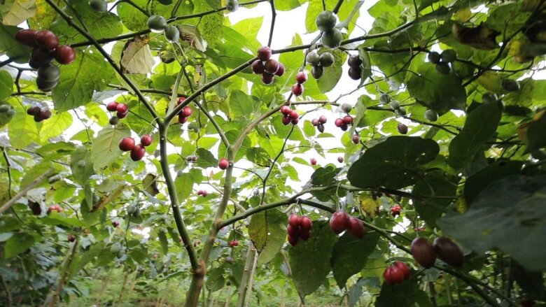 Loại quả từng là đặc sản đắt đỏ nay có giá 70.000 đồng/kg, vitamin C cao gấp 10 lần táo, trồng một lần ăn suốt 20 năm - 6