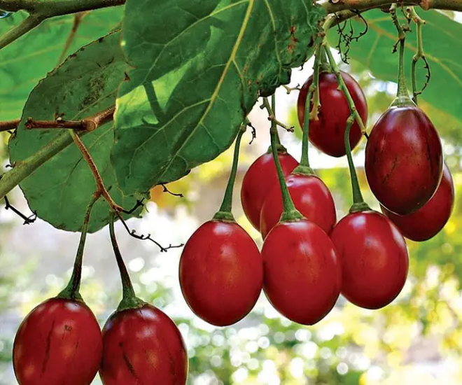 Loại quả từng là đặc sản đắt đỏ nay có giá 70.000 đồng/kg, vitamin C cao gấp 10 lần táo, trồng một lần ăn suốt 20 năm - 1
