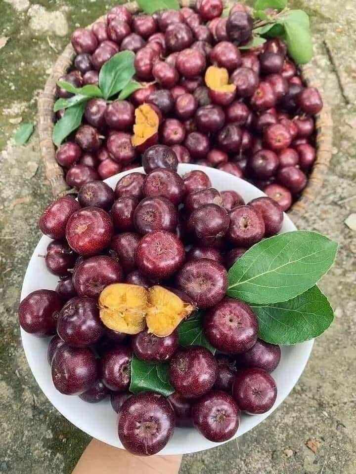 Loại quả xưa không ai ăn nay thành đặc sản 140.000 đồng/kg, trồng một cây ăn cả đời, thành vật báu gia truyền cho con cháu - 2