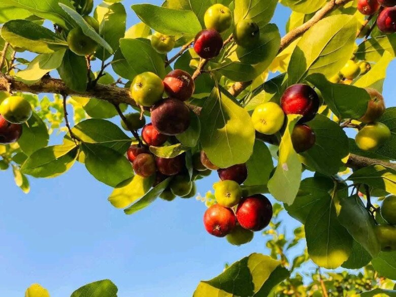 Loại quả xưa không ai ăn nay thành đặc sản 140.000 đồng/kg, trồng một cây ăn cả đời, thành vật báu gia truyền cho con cháu - 3