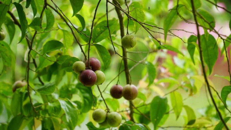Loại quả xưa không ai ăn nay thành đặc sản 140.000 đồng/kg, trồng một cây ăn cả đời, thành vật báu gia truyền cho con cháu - 5