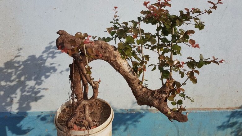 Cây hồng quân bonsai.