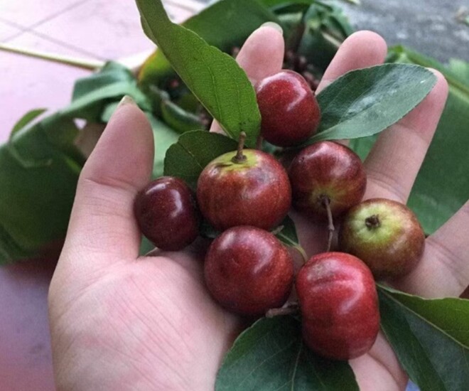 Loại quả xưa không ai ăn nay thành đặc sản 140.000 đồng/kg, trồng một cây ăn cả đời, thành vật báu gia truyền cho con cháu - 1