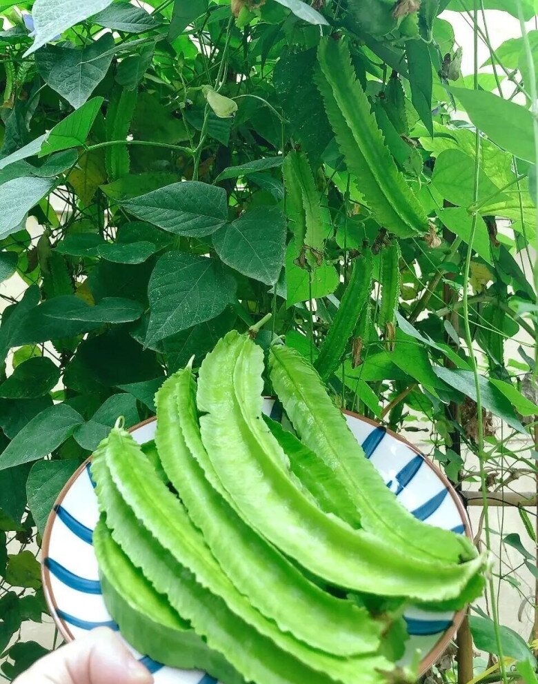 Loại quả xưa mọc bờ rào không ai ngó ngàng, nay được mệnh danh là “vàng xanh”, giá 90.000 đồng/kg, trồng 2 tháng cho thu hoạch - 5