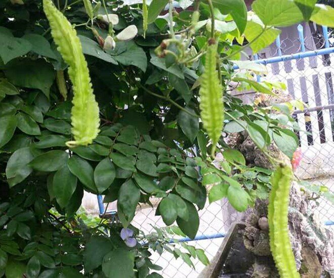 Quả đậu rồng khi non.