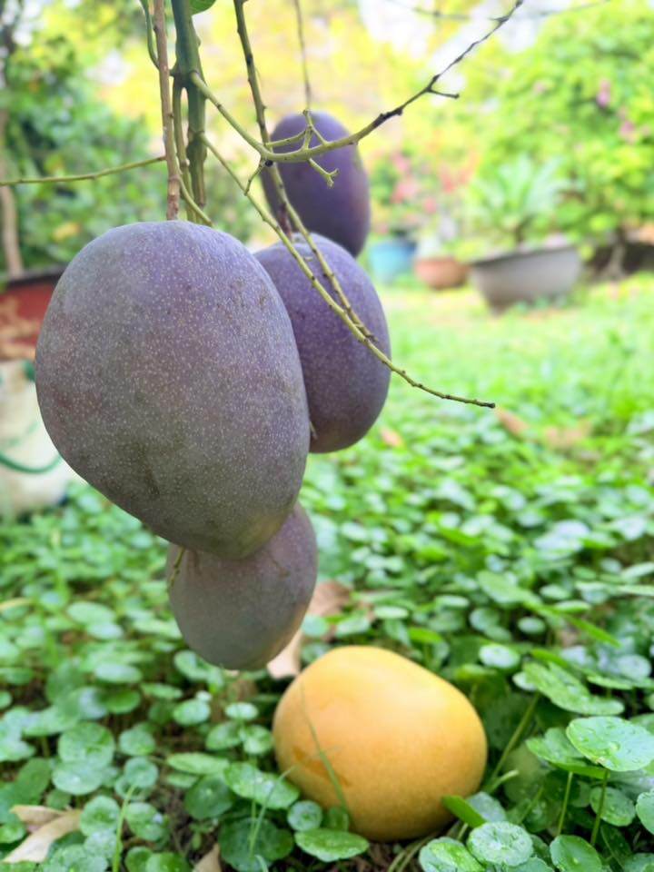 Những quả xoài khổng lồ bắt đầu chuyển sang sắc vàng óng ả, báo hiệu một mùa thu hoạch đầy ngọt ngào đang đến gần. Kích thước vượt trội của loại trái cây này chứng tỏ kỹ thuật chăm sóc khéo léo của nữ nghệ sĩ.