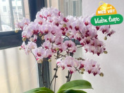 Nhà đẹp - Lan hồ điệp tàn đừng vội bỏ, làm đúng 3 bước đơn giản này, hoa sẽ nở rực rỡ nhiều đợt trong năm