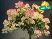 Nhà đẹp - Hoa giấy có 4 “nỗi sợ”, tháng 4 nếu không cẩn thận, dù cây đầy nụ cũng dễ rụng, công cốc cả mùa hoa