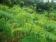 Nhà đẹp - Cây dại mọc hoang nay thành đặc sản, có mùi thối nhưng nấu lên rất thơm, trồng một lần ăn vài chục năm