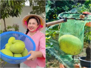 Nhà đẹp - "Nữ hoàng ảnh lịch" Việt Trinh khoe trúng mùa xoài: Trái to hơn mặt, trồng hơn 30 cây trong cơ ngơi rộng rãi