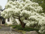 Nhà đẹp - Người xưa dặn: 3 cây nghìn vàng khó mua, truyền đời cho nhiều thế hệ, giữ nhà, sinh lộc, vun đắp phúc khí