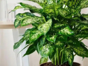 Nhà đẹp - 4 loại cây cảnh giúp góc nhỏ trong nhà bừng sức sống