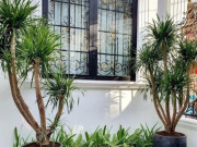 Nhà đẹp - Nhà bạn có âm khí, đừng lo, hãy trồng ngay loại cây này để trừ tà, tránh xui xẻo