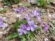 Nhà đẹp - Gặp 4 loại cỏ dại này đừng bỏ qua, mang về trồng 10 ngày thành bonsai, đẹp hơn hoa mua, càng chăm càng đắt giá!