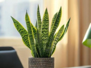 Nhà đẹp - Chăm lưỡi hổ theo quy tắc "3 ít, 1 nhiều", mầm mới mọc chen kín chậu, lá cao tới 2m