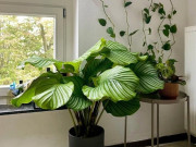 Nhà đẹp - 6 cây không cần nở hoa vẫn đẹp sang chảnh, nhà giàu mê mẩn, trồng 1 chậu là không gian nâng tầm ngay lập tức