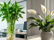 Nhà đẹp - 3 cặp cây phong thủy nên đặt cùng nhau để tạo nên thế 'song hỷ'