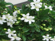 Nhà đẹp - Cây phong thủy trồng ngoài ban công cho các tuổi, mệnh giúp kích hoạt tài lộc 2026