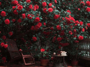 Nhà đẹp - 3 cây cảnh bảo hộ ngôi nhà người giàu nâng niu nhất, sống lâu trăm tuổi, chiêu may, rước lộc cả đời