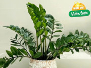 Nhà đẹp - Mùa hè cho cây kim tiền uống 1 trong 5 thứ nước này, cây phát triển vùn vụt, chồi non mọc tua tủa