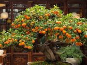 Nhà đẹp - 3 cây cảnh nghìn vàng khó mua, người giàu coi như báu vật, chấn trạch, an gia, mang lại may mắn, tài lộc