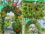 Nhà đẹp - Người phụ nữ TPHCM bỏ chơi phong lan, biến sân thượng thành vườn rau xanh mướt