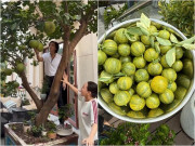 Nhà đẹp - Cây trái trong biệt thự hàng trăm tỷ của vợ chồng danh hài Việt Hương: Trái quất lạ khiến ai cũng trầm trồ