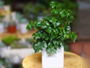 Nhà đẹp - Top 5 cây cảnh "gọi tài ngậm lộc" cho gia chủ: Đặt ở phòng khách, tiền tài tự tìm đến