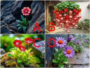 Yêu - Trắc nghiệm: Chọn một bông hoa, biết ngay nửa kia của bạn là người chung thủy hết lòng hay “đào hoa” chính hiệu