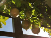 Nhà đẹp - Loại quả leo bờ rào nay thành đặc sản giá 90.000 đồng/kg, trồng một lần ở ban công sẽ cho quả từ năm này qua năm khác
