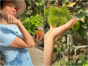 Nhà đẹp - "Biệt phủ" hàng nghìn m2 của Mỹ Tâm có loại trái ngọt mát sai lúc lỉu, khán giả gọi cô là "bà trùm nông sản"