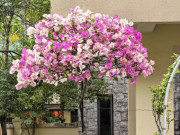 Nhà đẹp - 5 loại hoa này là “chúa tể mùa hè”, cắm cành vào đất là sống, càng nắng gắt càng nở rực rỡ