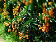 Nhà đẹp - Loại quả dại xưa không ai ăn nay thành đặc sản giá 45.000 đồng/kg, trồng 1 cây ăn cả đời, giúp gia đình tài lộc sinh sôi
