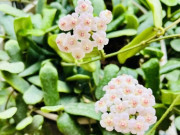 Nhà đẹp - Loài hoa đẹp tựa ngọc quý, thơm chẳng kém dành dành, nở quanh năm không biết mệt, trồng một chậu nhà như được ướp hương