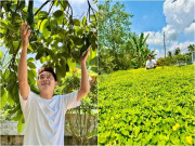 Nhà đẹp - Choáng ngợp khu vườn "đại gia" rộng 3.000m2 ngập tràn quả ngọt tại miền Tây của nam thần màn ảnh Việt