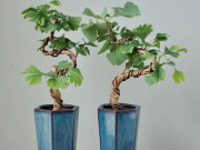 Nhà đẹp - Nhặt 6 cành cây ven đường này về cắm xuống đất là sống, 1 năm sau sẽ thành bonsai dáng cổ, tiết kiệm cả chục triệu