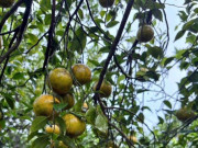 Nhà đẹp - Loại quả đặc sản “tốt nhất thế giới” chỉ có ở Vĩnh Long, trồng một lần thu hoạch 20 năm, còn mang đến may mắn và tài lộc