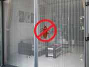 Nhà đẹp - Diệt sạch gián chung cư chỉ sau một đêm bằng 4 cách này